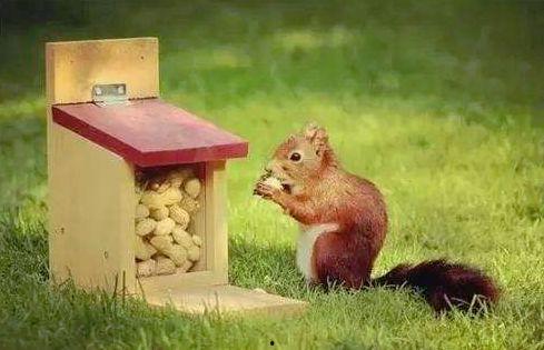 松鼠爱坚果新闻爆料